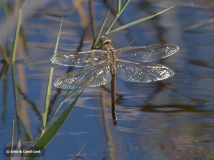 Anax ephippiger female-2271.jpg